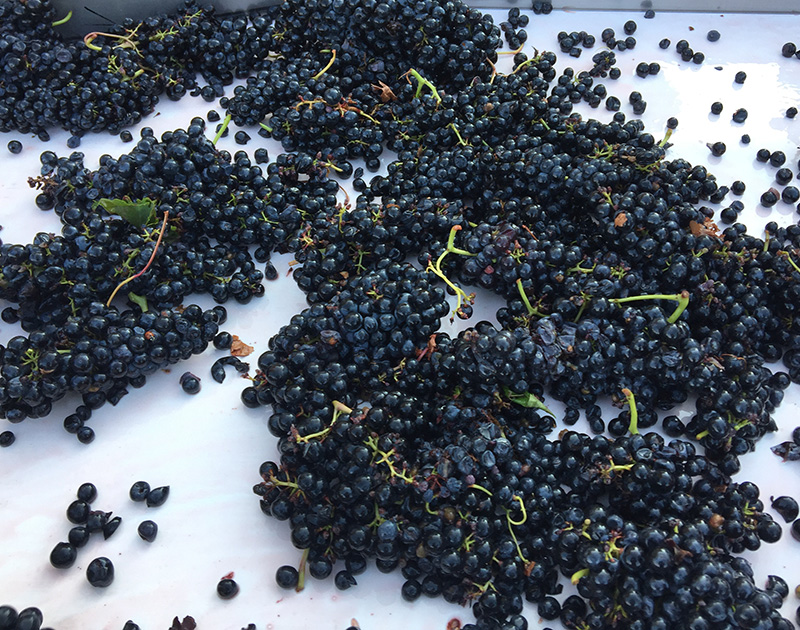 cinta-selección-bodega